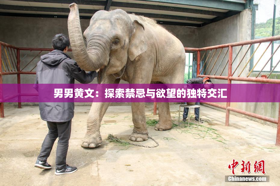 男男黄文：探索禁忌与欲望的独特交汇
