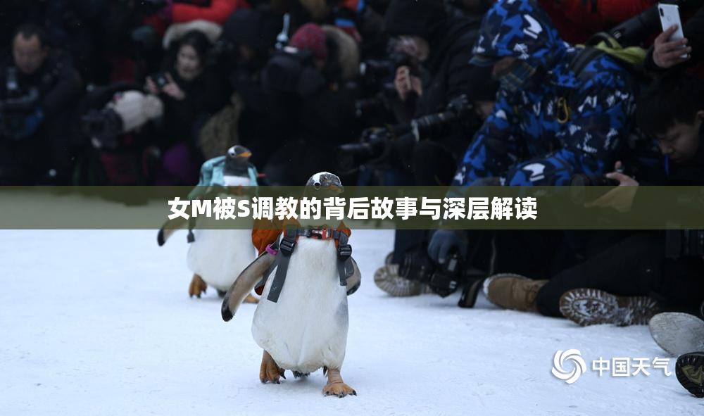 女M被S调教的背后故事与深层解读