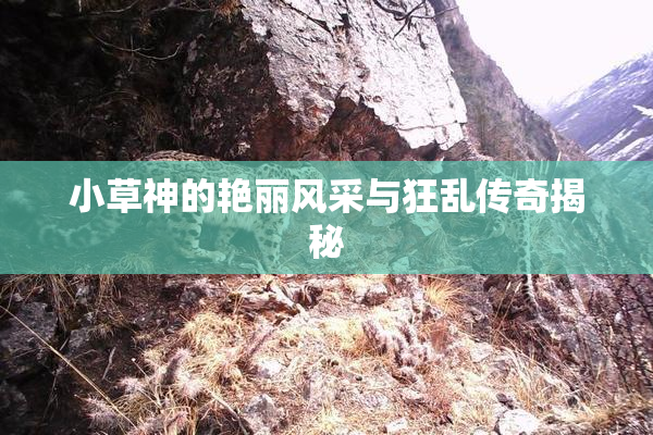 小草神的艳丽风采与狂乱传奇揭秘