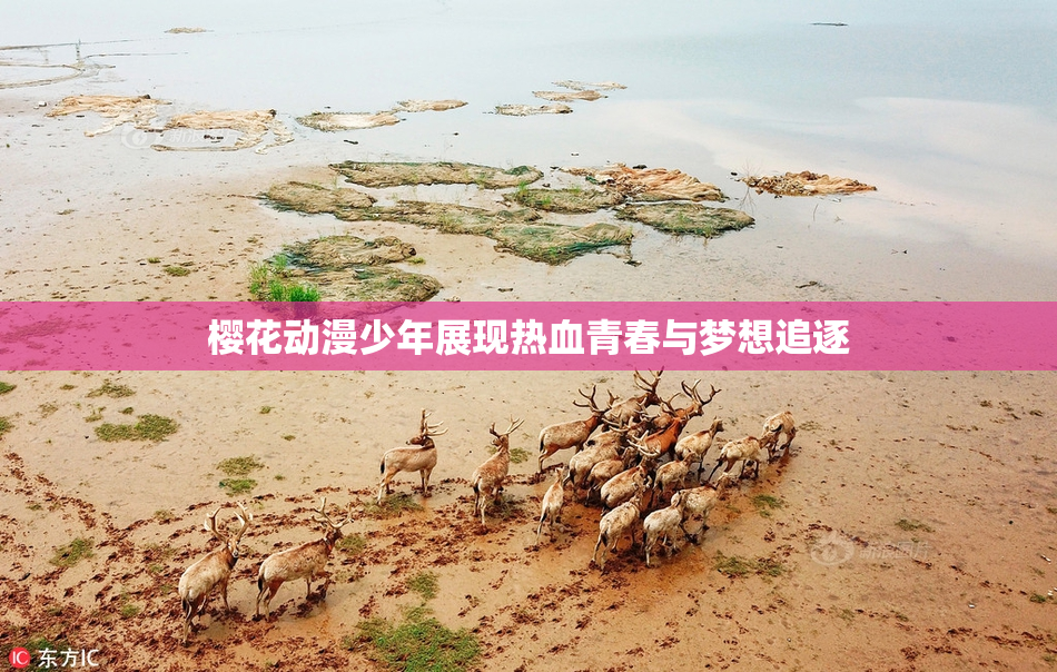 樱花动漫少年展现热血青春与梦想追逐