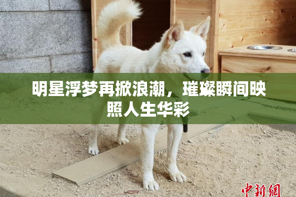 明星浮梦再掀浪潮，璀璨瞬间映照人生华彩