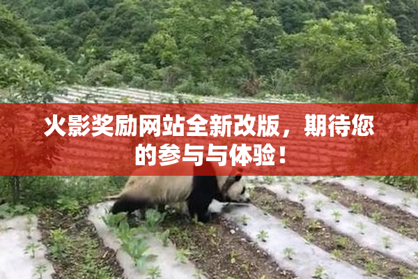 火影奖励网站全新改版，期待您的参与与体验！