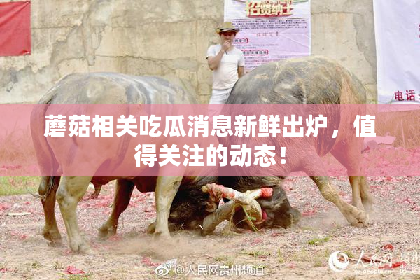 蘑菇相关吃瓜消息新鲜出炉，值得关注的动态！
