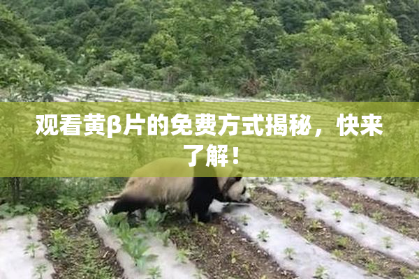 观看黄β片的免费方式揭秘，快来了解！