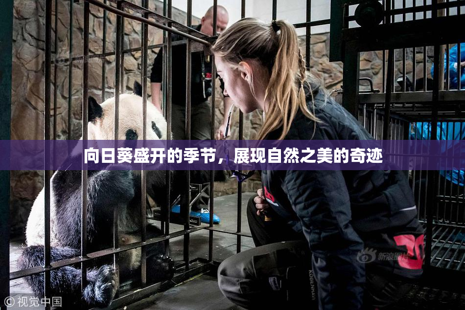 向日葵盛开的季节，展现自然之美的奇迹