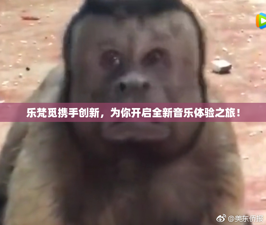 乐梵觅携手创新，为你开启全新音乐体验之旅！