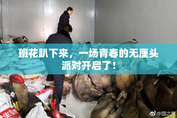 班花趴下来，一场青春的无厘头派对开启了！