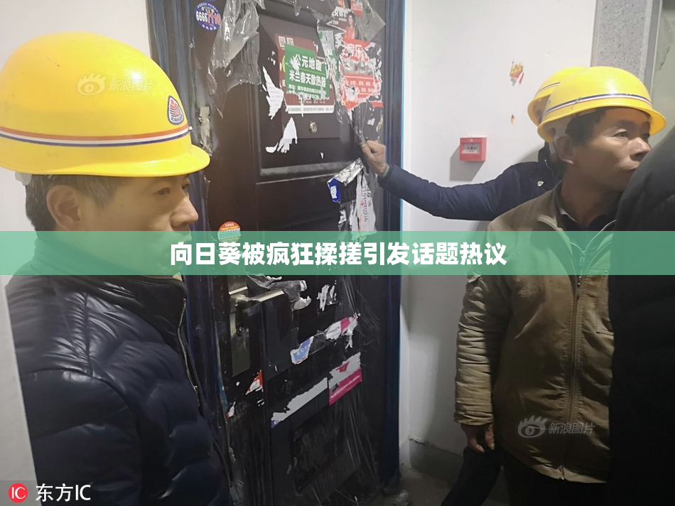 向日葵被疯狂揉搓引发话题热议