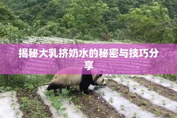 揭秘大乳挤奶水的秘密与技巧分享