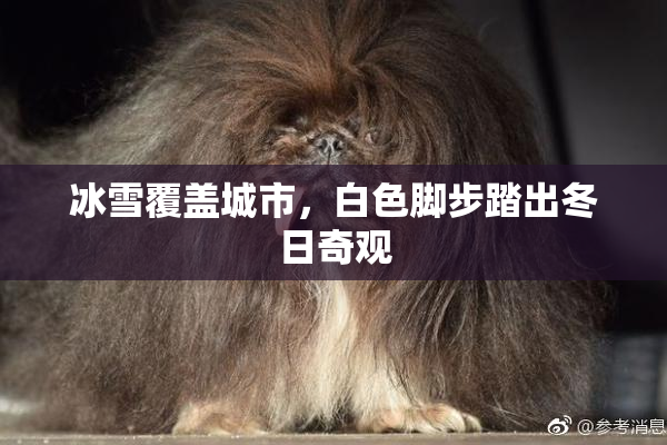 冰雪覆盖城市，白色脚步踏出冬日奇观