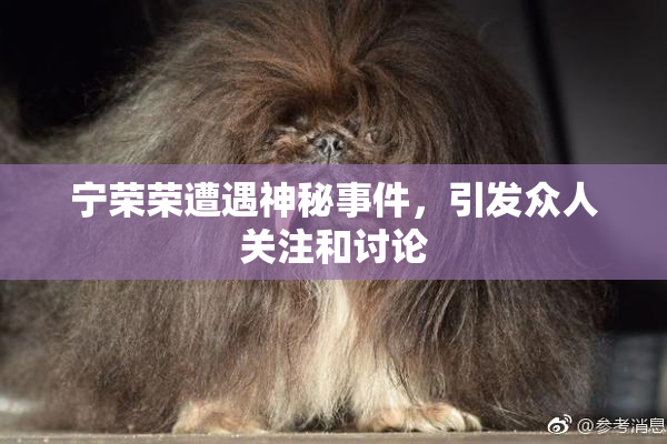宁荣荣遭遇神秘事件，引发众人关注和讨论