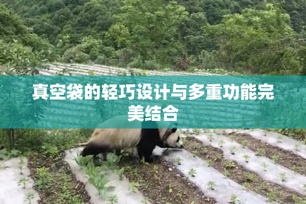 真空袋的轻巧设计与多重功能完美结合