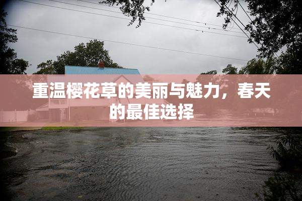 重温樱花草的美丽与魅力，春天的最佳选择