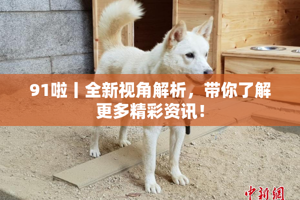 91啦丨全新视角解析，带你了解更多精彩资讯！
