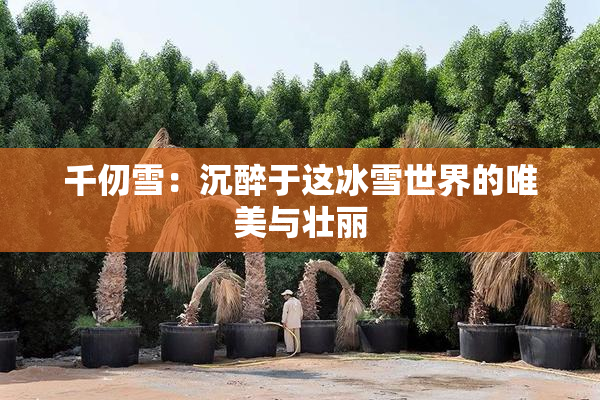 千仞雪：沉醉于这冰雪世界的唯美与壮丽