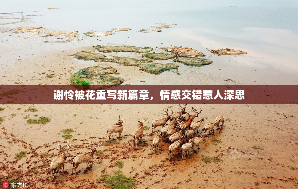 谢怜被花重写新篇章，情感交错惹人深思