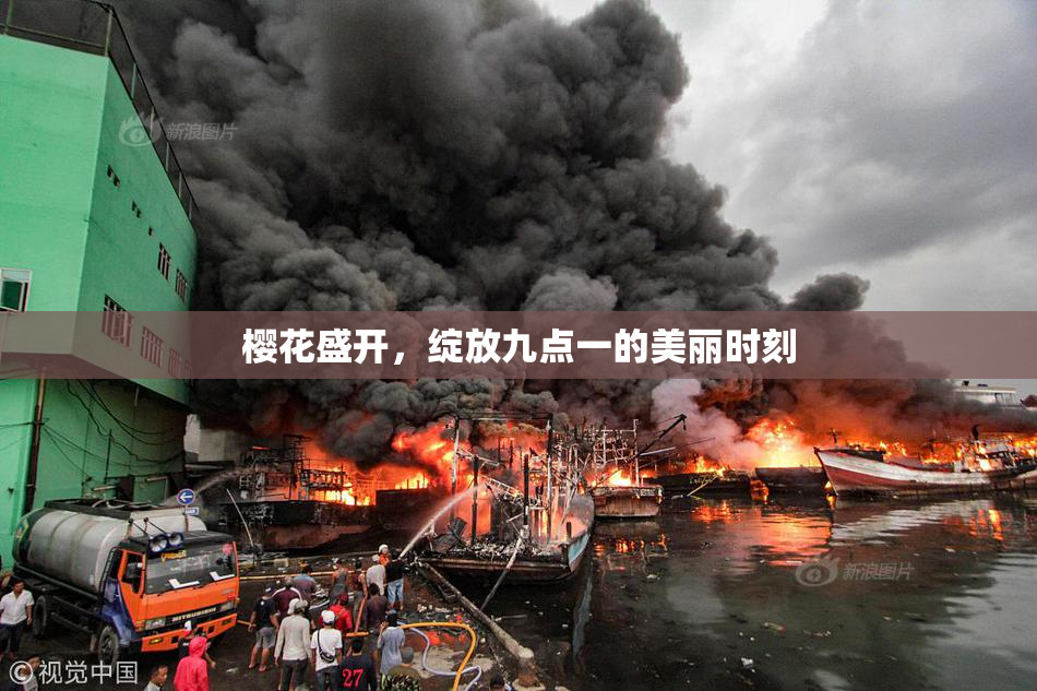 樱花盛开，绽放九点一的美丽时刻