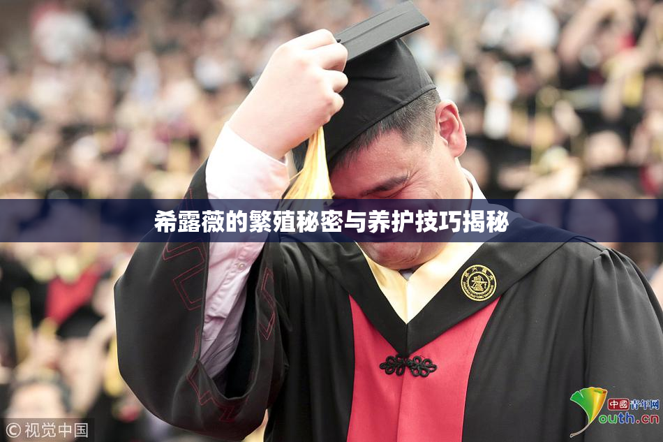 希露薇的繁殖秘密与养护技巧揭秘