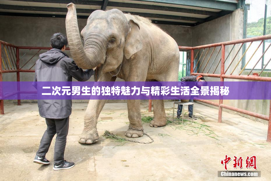 二次元男生的独特魅力与精彩生活全景揭秘