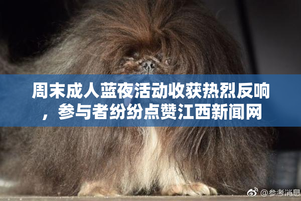 周末成人蓝夜活动收获热烈反响，参与者纷纷点赞江西新闻网