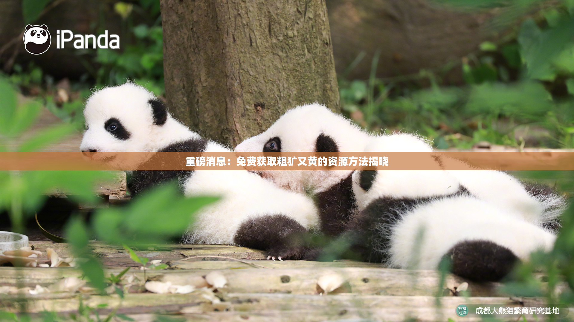重磅消息：免费获取粗犷又黄的资源方法揭晓