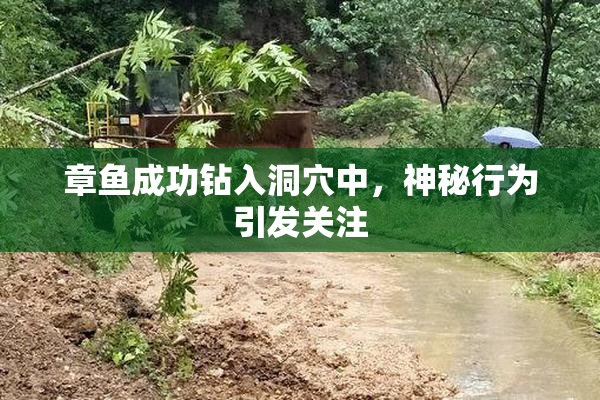 章鱼成功钻入洞穴中，神秘行为引发关注