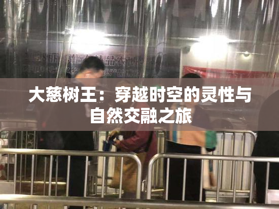 大慈树王：穿越时空的灵性与自然交融之旅