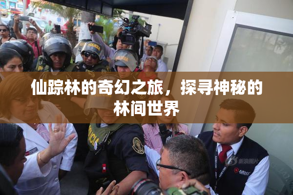 仙踪林的奇幻之旅，探寻神秘的林间世界