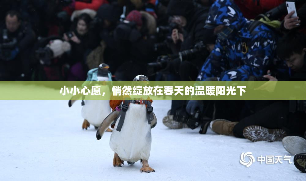 小小心愿，悄然绽放在春天的温暖阳光下