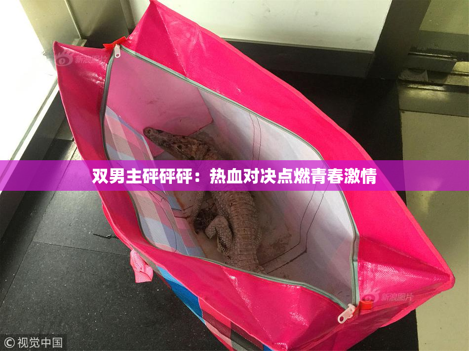 双男主砰砰砰：热血对决点燃青春激情