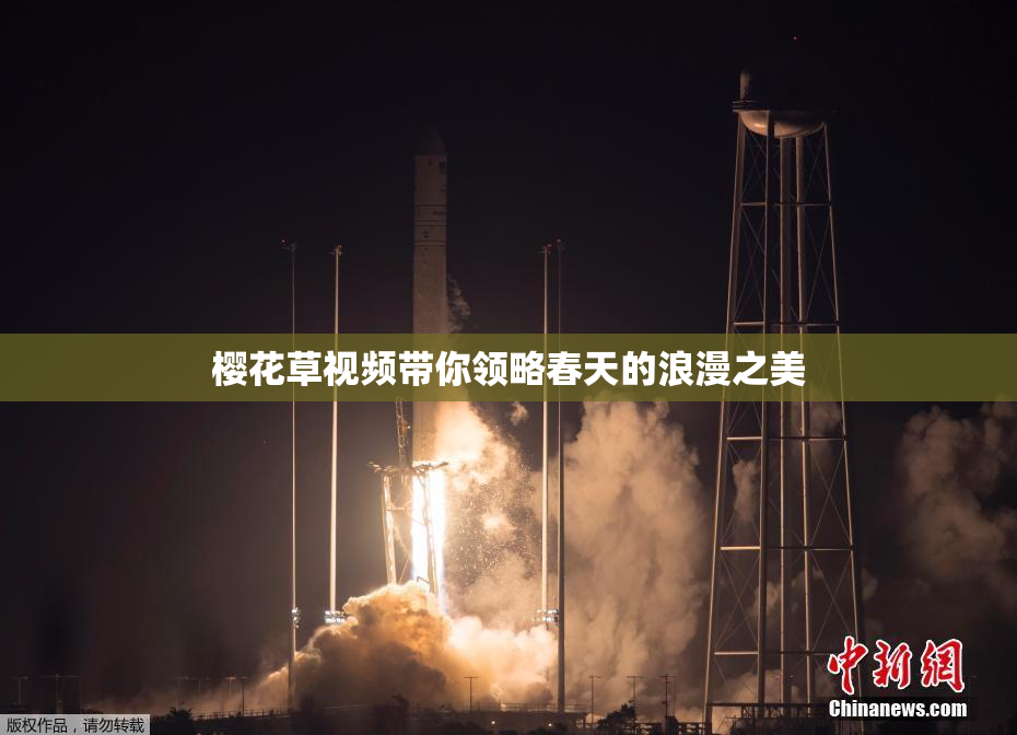 樱花草视频带你领略春天的浪漫之美