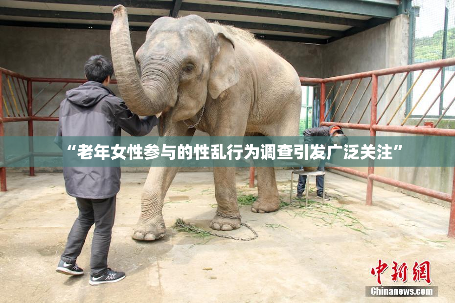 “老年女性参与的性乱行为调查引发广泛关注”