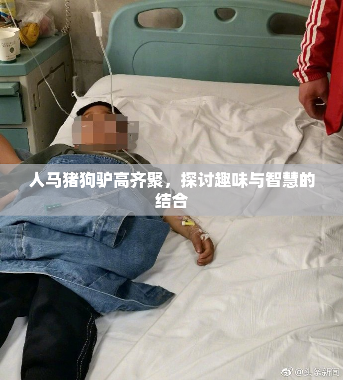 人马猪狗驴高齐聚，探讨趣味与智慧的结合