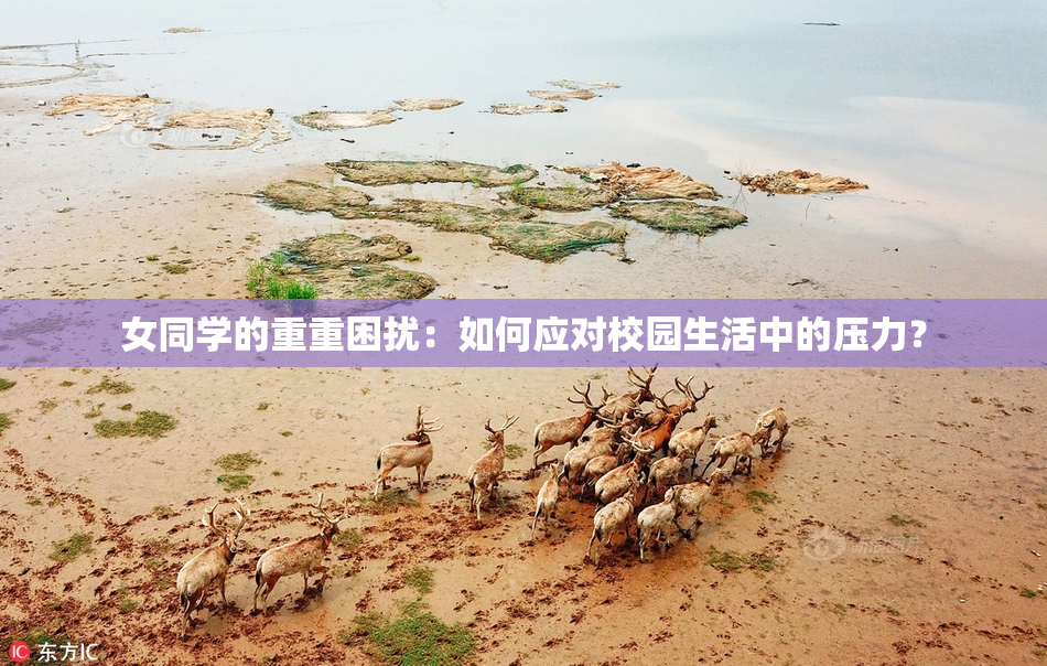 女同学的重重困扰：如何应对校园生活中的压力？