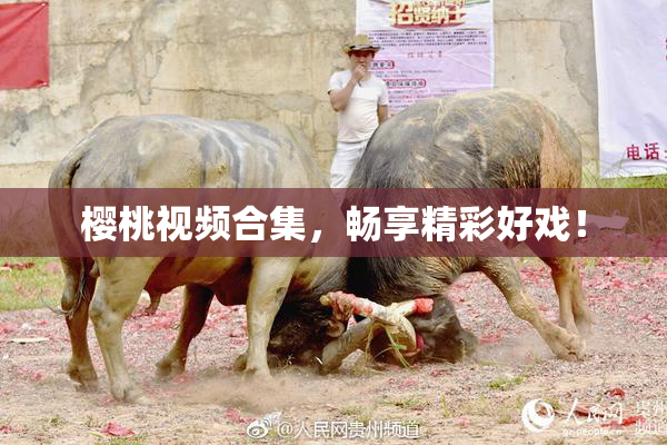 樱桃视频合集，畅享精彩好戏！