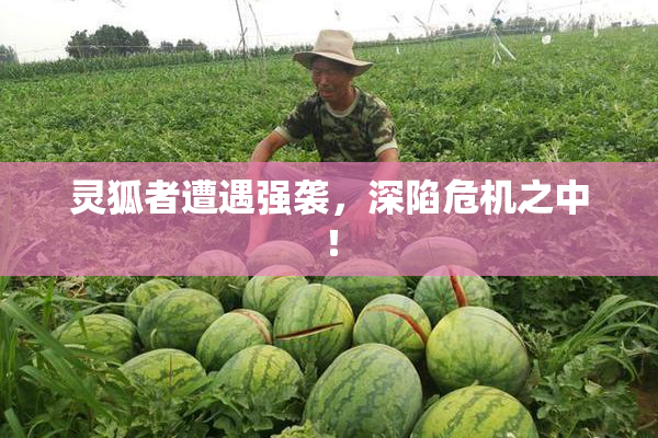 灵狐者遭遇强袭，深陷危机之中！