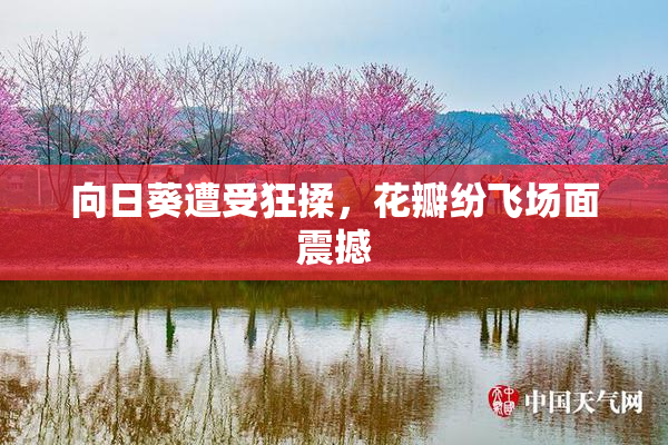 向日葵遭受狂揉，花瓣纷飞场面震撼