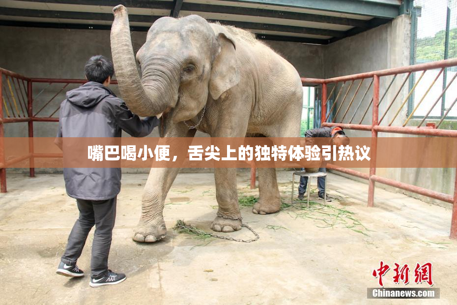 嘴巴喝小便，舌尖上的独特体验引热议