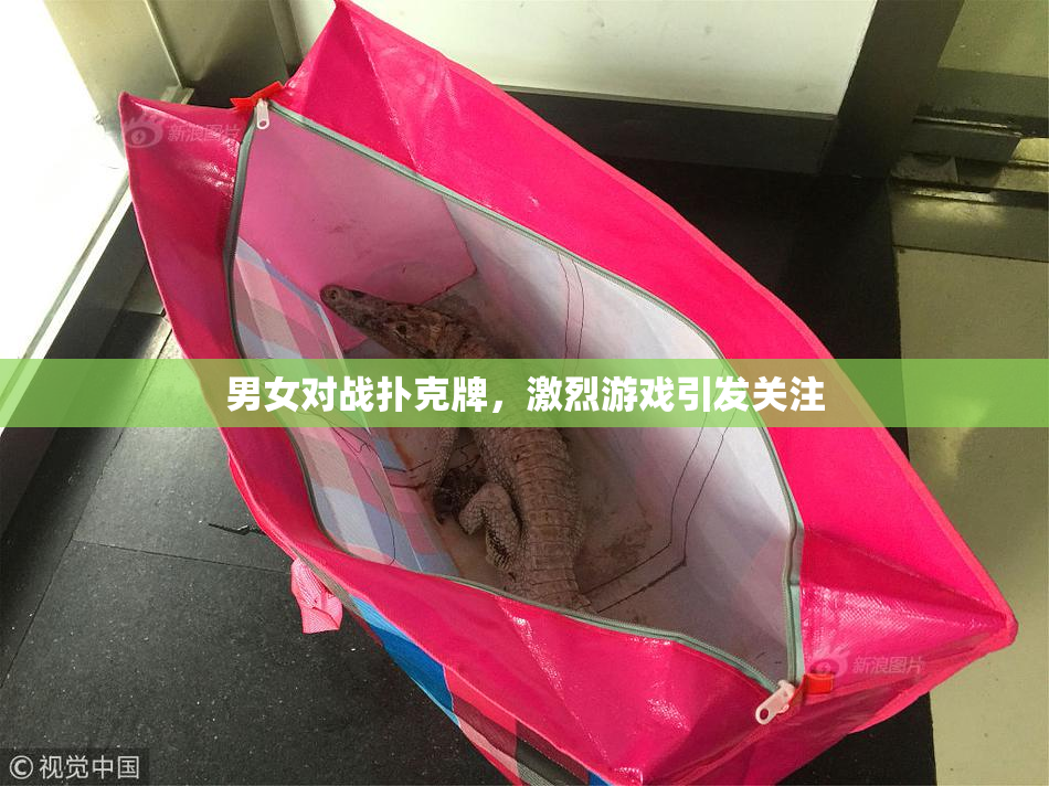 男女对战扑克牌，激烈游戏引发关注