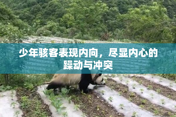 少年骇客表现内向，尽显内心的躁动与冲突