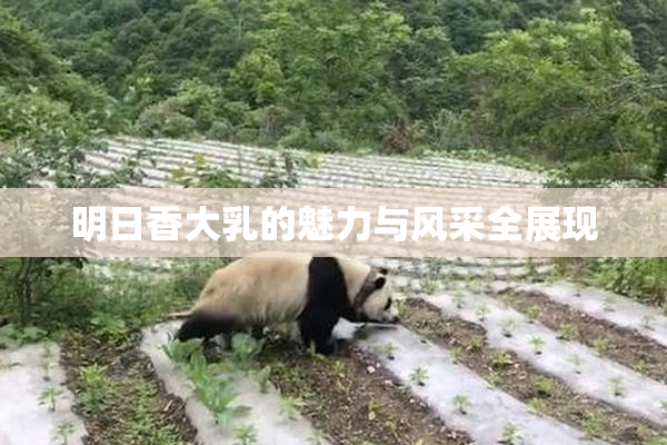 明日香大乳的魅力与风采全展现