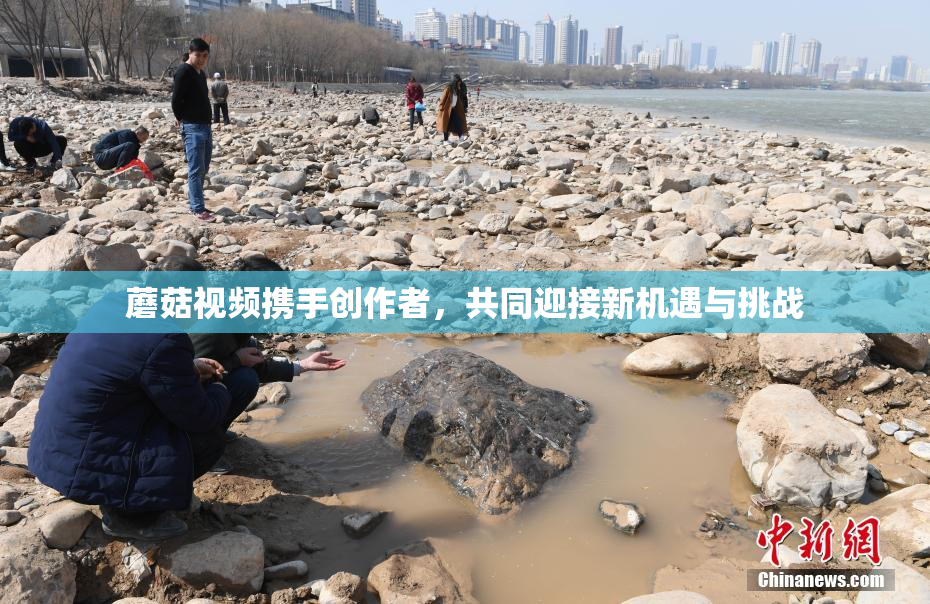 蘑菇视频携手创作者，共同迎接新机遇与挑战