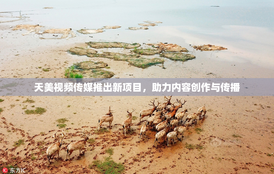 天美视频传媒推出新项目，助力内容创作与传播
