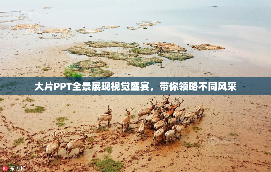 大片PPT全景展现视觉盛宴，带你领略不同风采