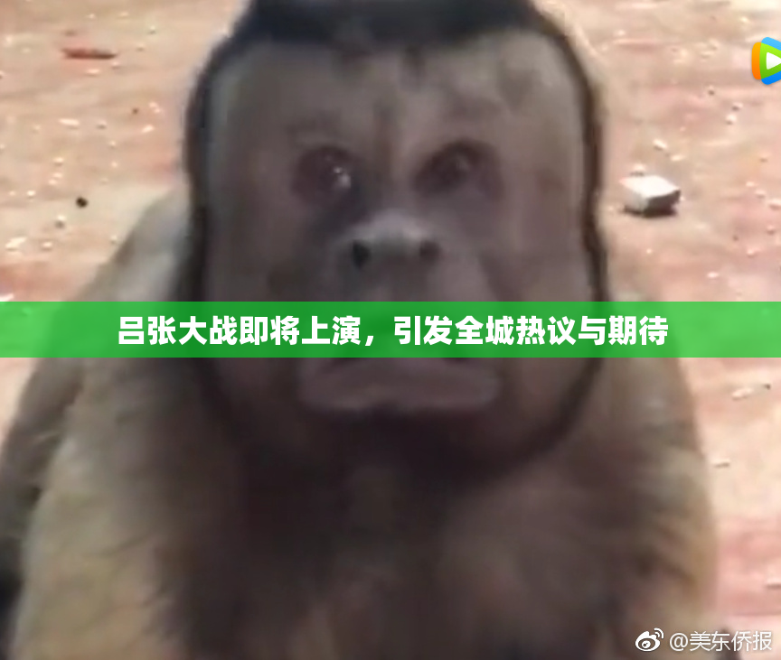 吕张大战即将上演，引发全城热议与期待