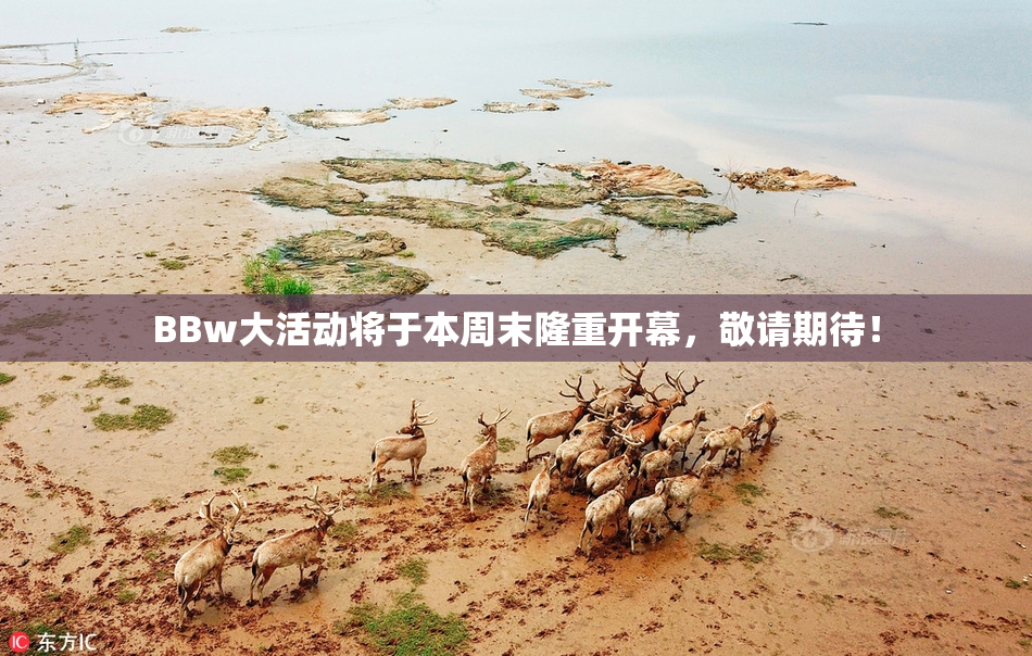 BBw大活动将于本周末隆重开幕，敬请期待！