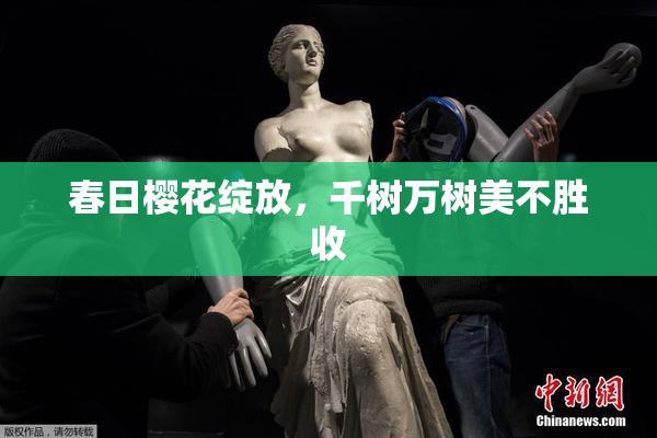 春日樱花绽放，千树万树美不胜收