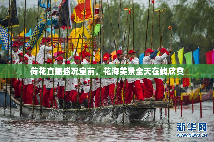 荷花直播盛况空前，花海美景全天在线欣赏