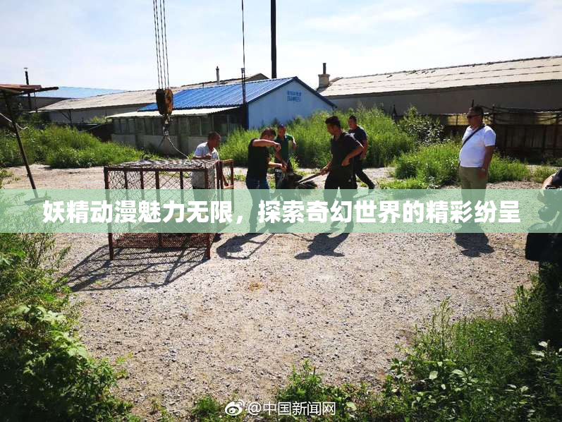 妖精动漫魅力无限，探索奇幻世界的精彩纷呈