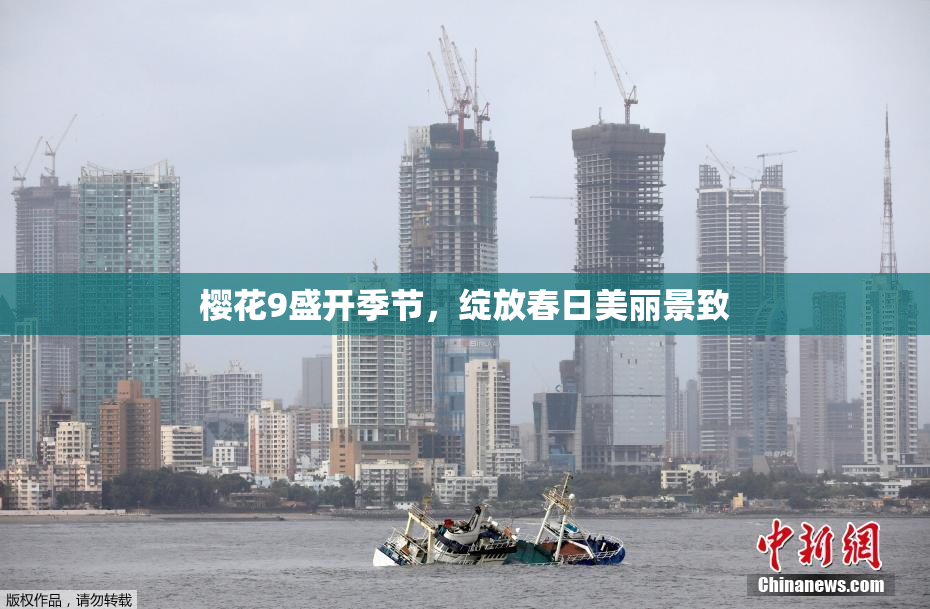 樱花9盛开季节，绽放春日美丽景致